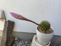 今年もサボテンが