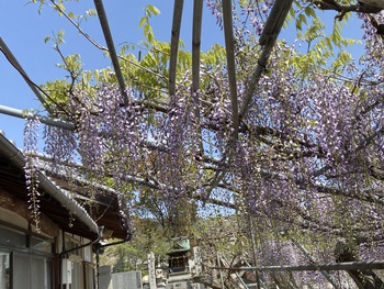 藤まつり中止の岩田神社