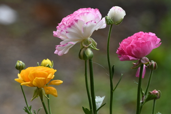 雨の日の花たち