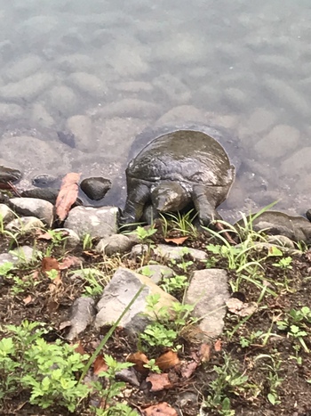 栗林公園 高級食材