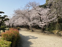 栗林公園の桜が満開です