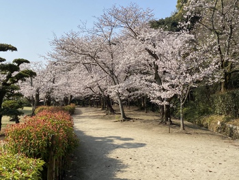 栗林公園の桜が満開です