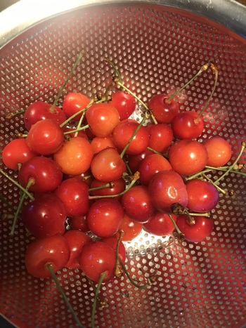 食べれる 赤い宝石  佐藤錦