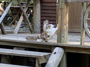 小麦堂の猫達