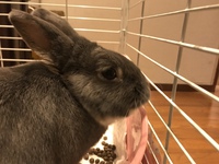 モップちゃんと共に帰った