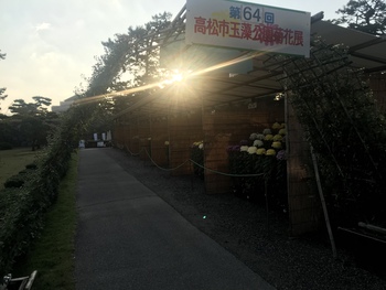 玉藻公園菊花展