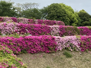 あの花畑はなんだ？