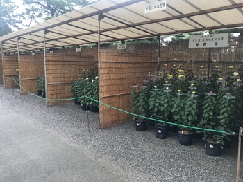 菊花展