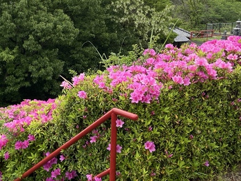 あの花畑はなんだ？