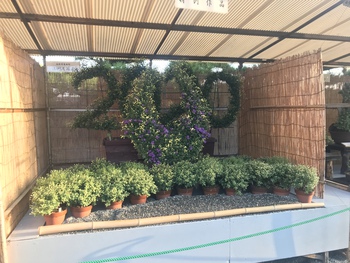 玉藻公園菊花展