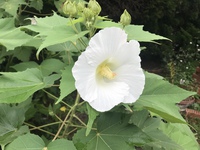 花の色が変わる 一日で