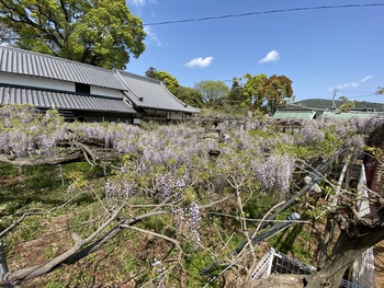 藤まつり中止の岩田神社