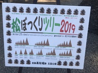 恒例の松ぼっくりツリー