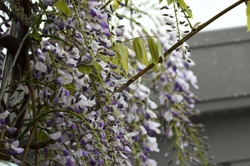 雨の日の花たち