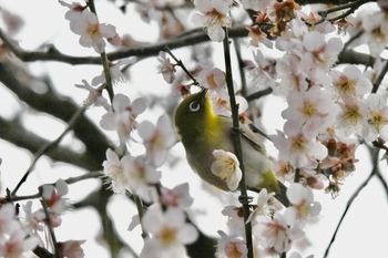 飛び交ってます