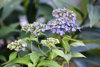 そろそろ紫陽花下見