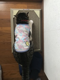 防弾チョッキ＆ライフジャケット？