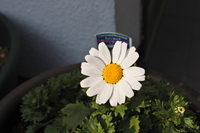 クリサンセマム開花