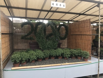 菊花展