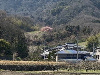 三野町吉津の河津桜