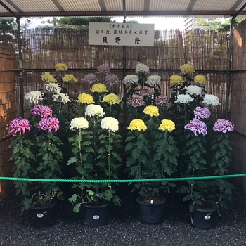 玉藻公園菊花展