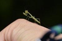カマキリ