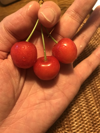 食べれる 赤い宝石  佐藤錦