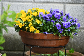 雨の日の花たち