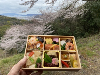 花見弁当でランチ