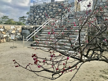 梅の花情報