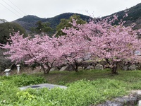 青海神社の河津桜