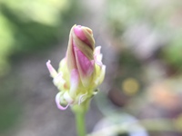 この蕾からこんな花