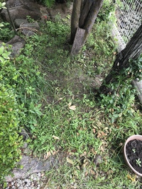 雨上がり決死隊