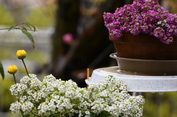 雨の日の花たち