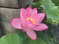 あら！綺麗ハスの花