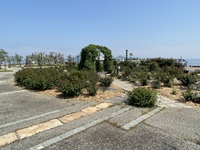 散歩とバラ園
