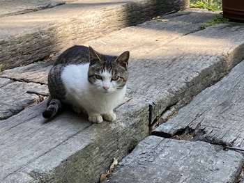 小麦堂の猫達