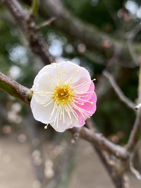 紅白が一緒に咲く梅