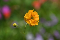 庭の花たち