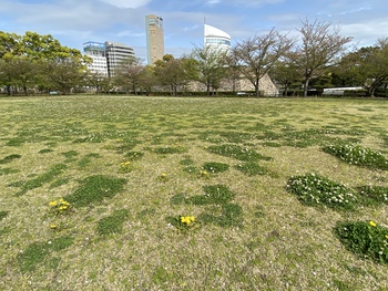 玉藻公園最後の桜