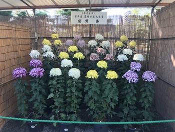大菊の事　知ってます？