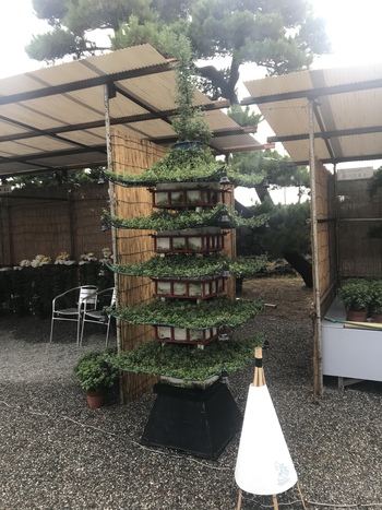 菊花展