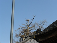 これなんていう鳥ですか？