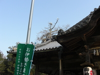 もてないアオサギ君・・・