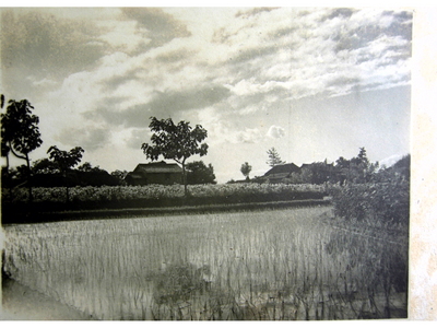 田んぼの風景