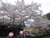 お花見に行って来ました！