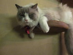 吉祥寺の猫カフェへ！！！