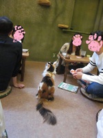 吉祥寺の猫カフェへ！！！