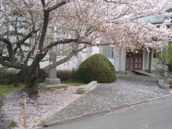 桜色の絨毯