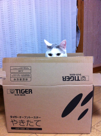 ネコなのに…